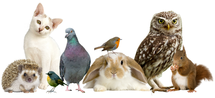 Dieren